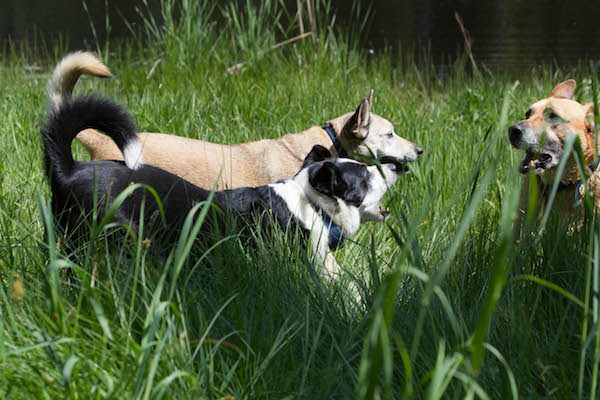 Dogs at Play